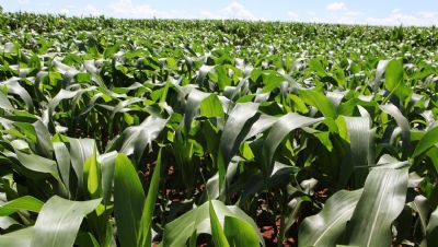 Milho come�a firme no mercado internacional