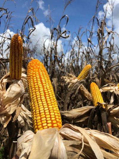 Conab: Atraso no plantio de milho 2� safra impacta produ��o estimada em 67 milh�es de t