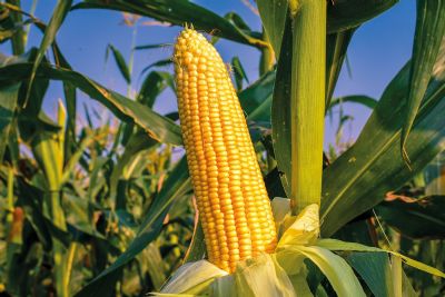 Milho registra alta no fechamento da semana