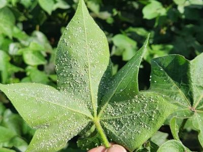 Mosca-branca: ap�s press�o hist�rica na soja, praga se alastrou no algod�o, feij�o e ligou alerta para o milho