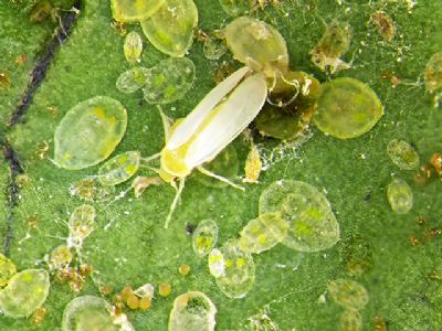 Mosca-branca: como fazer o manejo eficiente da praga na soja