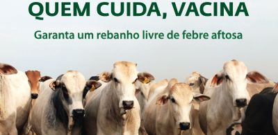 Produtores t�m at� s�bado para vacinar o rebanho