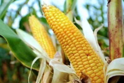 Milho transg�nico combate lagartas at� em lavouras vizinhas
