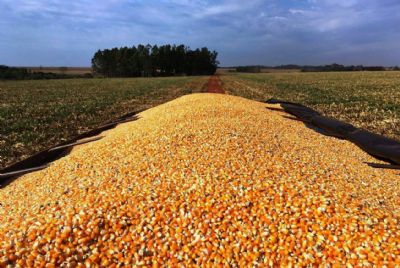 Imea aponta desacelera��o nas vendas de milho no Mato Grosso