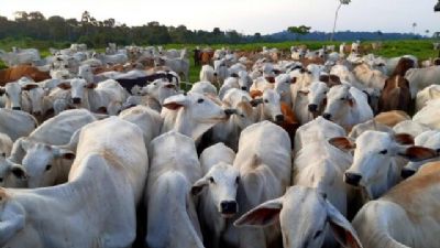Reten��o de f�meas faz abate de bovino cair mais de 11% em Mato Grosso