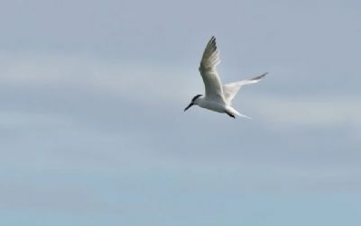 S�o Paulo decreta estado de emerg�ncia por gripe avi�ria