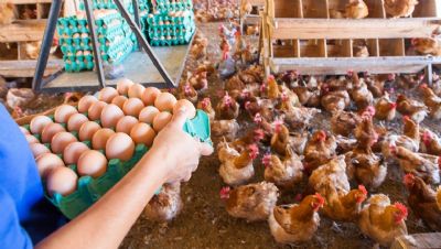 OVOS/CEPEA: Demanda enfraquecida resulta em nova queda de pre�os