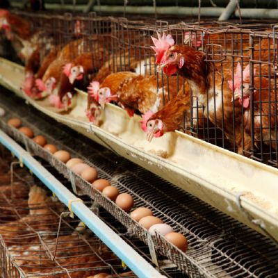 Queda na demanda pressiona pre�os dos ovos, mas exporta��es reagem e atingem melhor resultado para outubro em nove anos