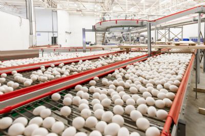 Ovos: Depois de um m�s de estabilidade, pre�os recuam