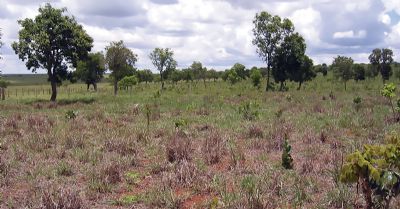 Percevejo castanho torna-se inimigo n�1 das pastagens