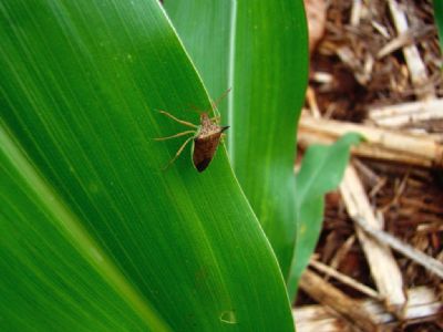 Milho: percevejo barriga-verde causa preju�zo de at� 25 sacas/hectare em MT