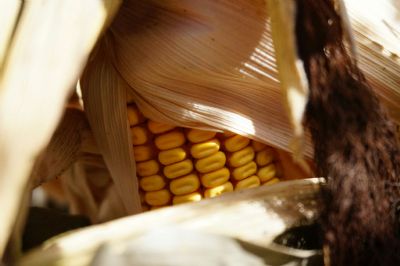 Milho enfrenta press�o clim�tica e acende alerta para a safrinha