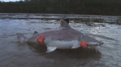 Pira�ba de mais de 100 quilos � fisgada ao norte do Mato Grosso