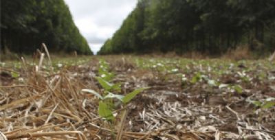 Plantas de cobertura s�o aliadas no manejo da compacta��o do solo