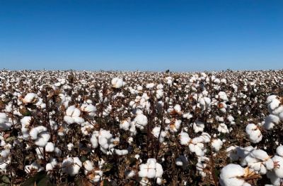 Algod�o: oferta se sobressai � demanda, apesar da entressafra