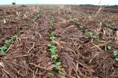 Soja: Embrapa prop�e inserir manejo do solo em avalia��o de risco clim�tico