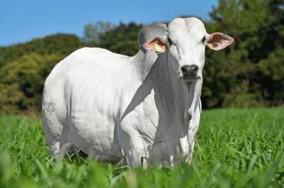 Poucos neg�cios no mercado do boi gordo