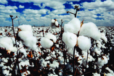 Algod�o: redu��o no custo de produ��o favorece produtor em MT