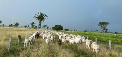�ndice de vacina��o contra a febre aftosa supera meta em Minas