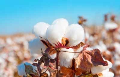 Algod�o: Cen�rio p�s-Covid sinaliza demanda retra�da e exporta��es menores