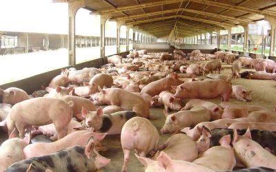 Su�nos: Carne su�na tem desempenho inferior ao das concorrentes neste ano -