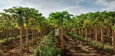 MAM�O/CEPEA: Volume exportado na parcial de 2021 � recorde