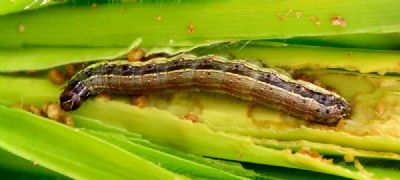 Grandes produtores e especialistas respaldam controle de Spodoptera frugiperda em manejo com baculov�rus