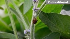 Calor em lavouras gera aumento na incid�ncia de pragas