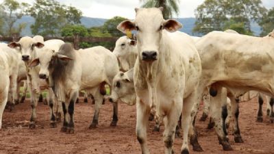 Pre�o do boi em Mato Grosso sobe 3% e da vaca gorda 2,6%