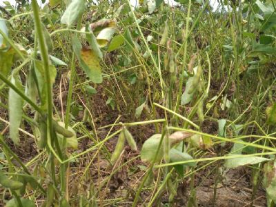 Per�odo cr�tico: falta de chuvas pode trazer preju�zos � safra de soja da Bahia