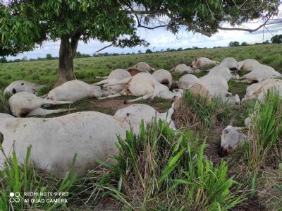Raio mata quase 30 cabe�as de gado em Santa Terezinha