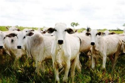 Austr�lia oferece novas vantagens para atrair brasileiros