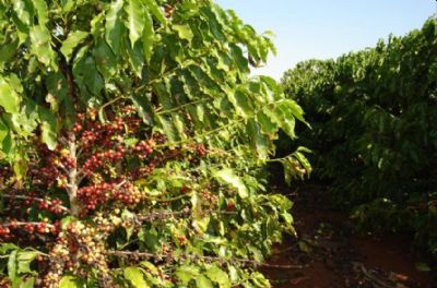 Novo tipo de caf� especial e inova��es na cadeia produtiva s�o destaques da Syngenta na Semana Internacional do Caf� 2020