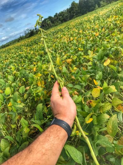 Soja fecha em alta impulsionada por vendas em Chicago