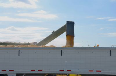 Trigo emperra e custo do frete dispara alerta no Sul