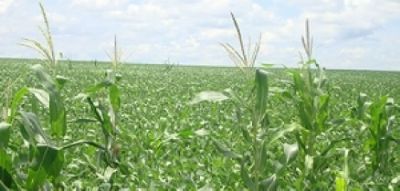 Clima ser� decisivo para o milho safrinha no Centro-Oeste