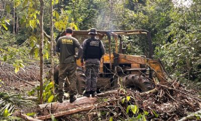Sema e PM apreendem 500 cabe�as de gado, tratores e toras de �rvore amea�ada de extin��o