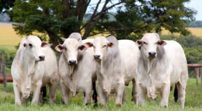 Contratos futuros para o boi gordo finalizam a 2� feira com novas valoriza��es na Bolsa Brasileira