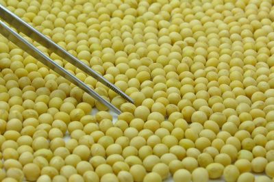 Comiss�o de Sementes e Mudas de Mato Grosso promove treinamento para respons�veis t�cnicos