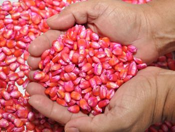 Venda de sementes avan�a 30% na safra 2021, para quase R$ 8 bilh�es, apura estudo BIP Spark