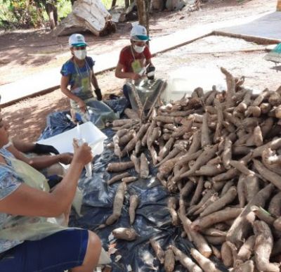Treinamento do Senar-MT soluciona problemas em produ��o de farinha de mandioca em Juruena