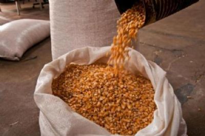 Vai faltar milho no in�cio de 2020? Analistas divergem e pre�os seguem fortes