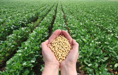 Soja sobe na Bolsa de Chicago nesta 3� ap�s redu��o da qualidade das lavouras pelo USDA