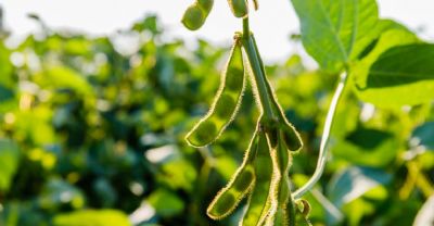 Soja em Mato Grosso vai a R$ 71,60 diz IMEA e colheita est� acima da m�dia