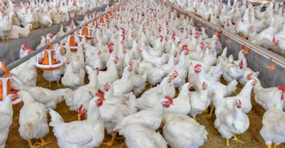 Mapa pro�be uso de aditivos para melhorar desempenho de animais