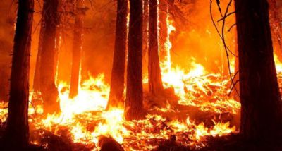 Diretor da Embrapa desfaz fantasias. Maior queimada da Amaz�nia foi no governo Lula