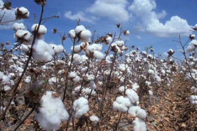 ueda na safra de algod�o ser� ainda maior
