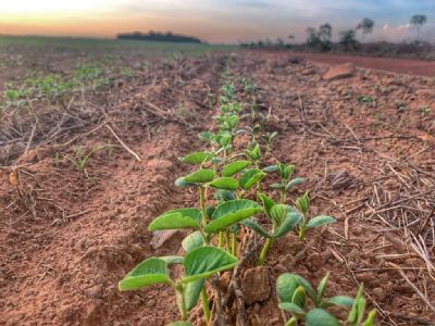 Soja tem in�cio de semana est�vel em Chicago nesta 2� e j� se prepara para novo relat�rio do USDA