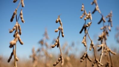 Soja volta a cair com maior oferta nos EUA