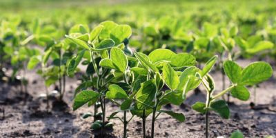 Entenda como o Brasil se tornou o maior produtor de soja do mundo